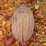 Zophosis species